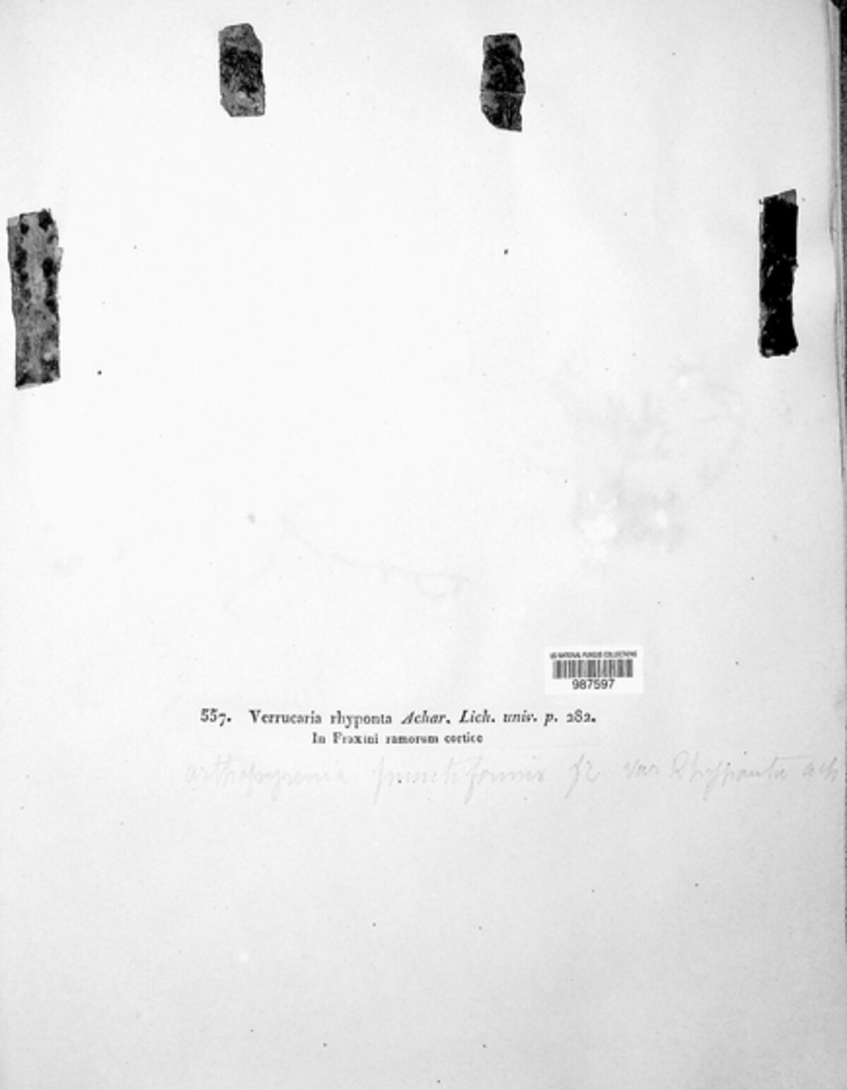 Naetrocymbe rhyponta image